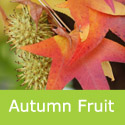 Sweet Gum Liquidambar Styraciflua Autumnal Fruits